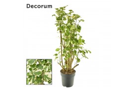 Polyscias balfourii Polyscias Balfouriana vertakt (Decorum) 1 pp