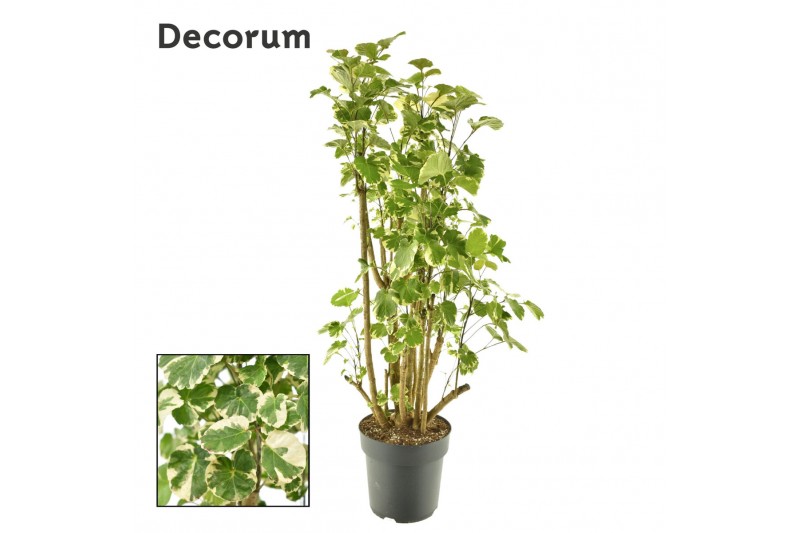 Polyscias balfourii Polyscias Balfouriana vertakt (Decorum) 1 pp Polyscias balfourii Polyscias Balfouriana vertakt (Decorum) 1 pp
