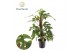 Monstera Monstera Minima mosstok 4 pp 