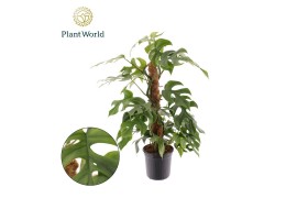 Monstera Monstera Minima mosstok 4 pp