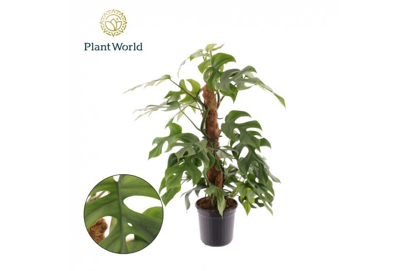 Monstera Monstera Minima mosstok 4 pp 