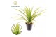 Pandanus tectorius baptistii Pandanus Baptisii Aureus Variegated 1 pp 