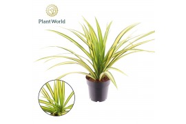 Pandanus tectorius baptistii Pandanus Baptisii Aureus Variegated 1 pp