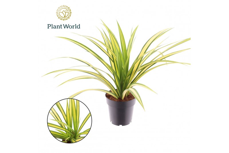 Pandanus tectorius baptistii Pandanus Baptisii Aureus Variegated 1 pp 