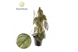 Philodendron brandtianum Philodendron Brandtianum Mosstok 3 pp