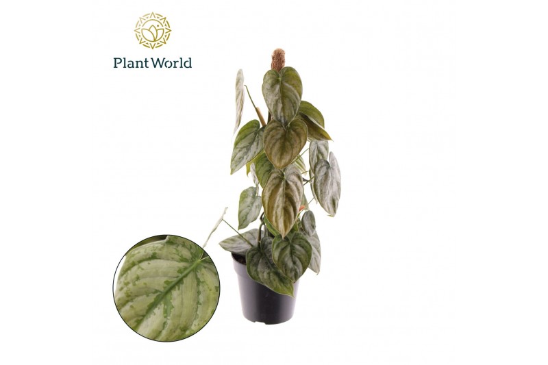 Philodendron brandtianum Philodendron Brandtianum Mosstok 3 pp Philodendron brandtianum Philodendron Brandtianum Mosstok 3 pp