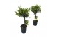 Olea europaea op stam 