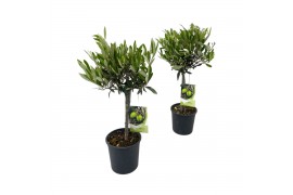 Olea europaea op stam