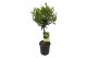 Olea europaea op stam 
