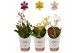 Oncidium twinkle mix 1 tak 