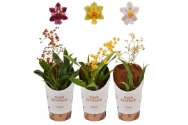 Oncidium twinkle mix 1 tak