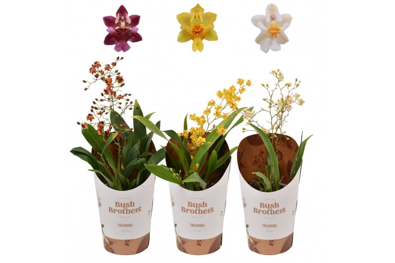 Oncidium twinkle mix 1 tak 