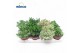 Crassula mix 