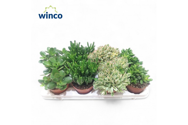 Crassula mix 