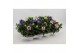 Platycodon grandiflorus mix Platycodon Gemengd 