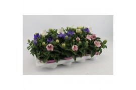 Platycodon grandiflorus mix Platycodon Gemengd