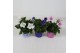 Platycodon grandiflorus mix Platycodon Gemengd 