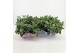 Platycodon grandiflorus mix Platycodon Gemengd 