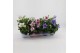 Platycodon grandiflorus mix Platycodon Gemengd 