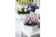 Platycodon grandiflorus mix Platycodon Gemengd 