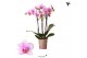Phalaenopsis multiflora roze 3 tak kolibri orchids 