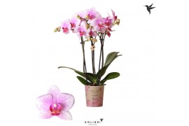 Phalaenopsis multiflora roze 3 tak kolibri orchids