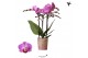 Phalaenopsis multiflora paars 3 tak 