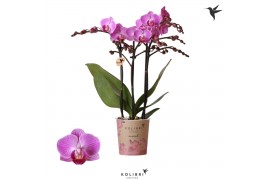 Phalaenopsis multiflora paars 3 tak