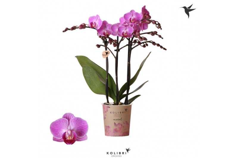 Phalaenopsis multiflora paars 3 tak 