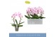 Phalaenopsis roze 2 tak boog 