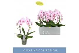Phalaenopsis roze 2 tak boog