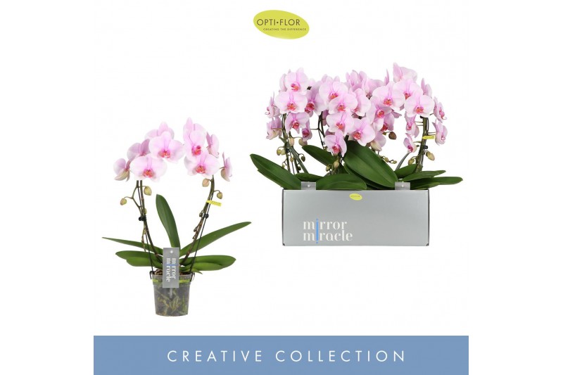 Phalaenopsis roze 2 tak boog 