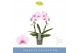 Phalaenopsis roze 2 tak boog 