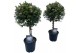 Myrtus communis bol op stam 