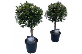 Myrtus communis bol op stam