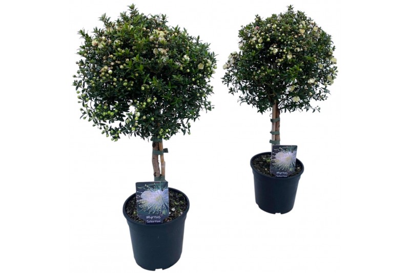 Myrtus communis bol op stam 