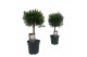 Myrtus communis bol op stam 