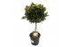 Myrtus communis bol op stam 