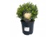 Myrtus communis 