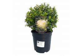 Myrtus communis