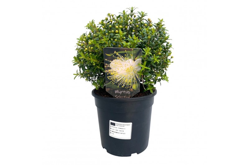 Myrtus communis 