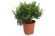 Myrtus communis 