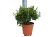 Myrtus communis 