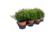 Myrtus communis 