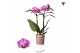 Phalaenopsis anthura vienna Kolibri Orchids - 2 tak, 20+ 