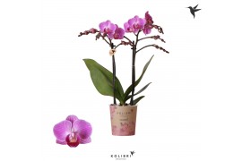 Phalaenopsis anthura vienna Kolibri Orchids - 2 tak, 20+