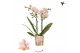 Phalaenopsis multiflora geel Kolibri Orchids - Ivoorkust - 2 tak, 20+ 