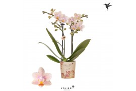 Phalaenopsis multiflora geel Kolibri Orchids - Ivoorkust - 2 tak, 20+