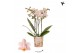 Phalaenopsis multiflora geel Kolibri Orchids Phalaenopsis Ivoorkust 3  