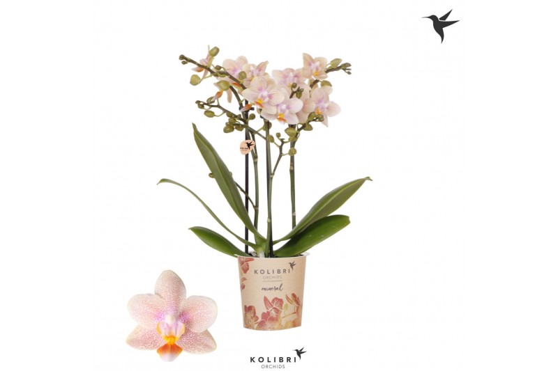 Phalaenopsis multiflora geel Kolibri Orchids Phalaenopsis Ivoorkust 3 Phalaenopsis multiflora geel Kolibri Orchids Phalaenopsis Ivoorkust 3